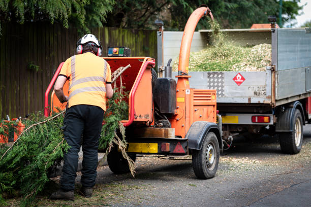 Reliable Kenmore, NY Tree Services Solutions