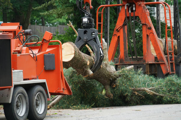 How Our Tree Care Process Works  in  Kenmore, NY